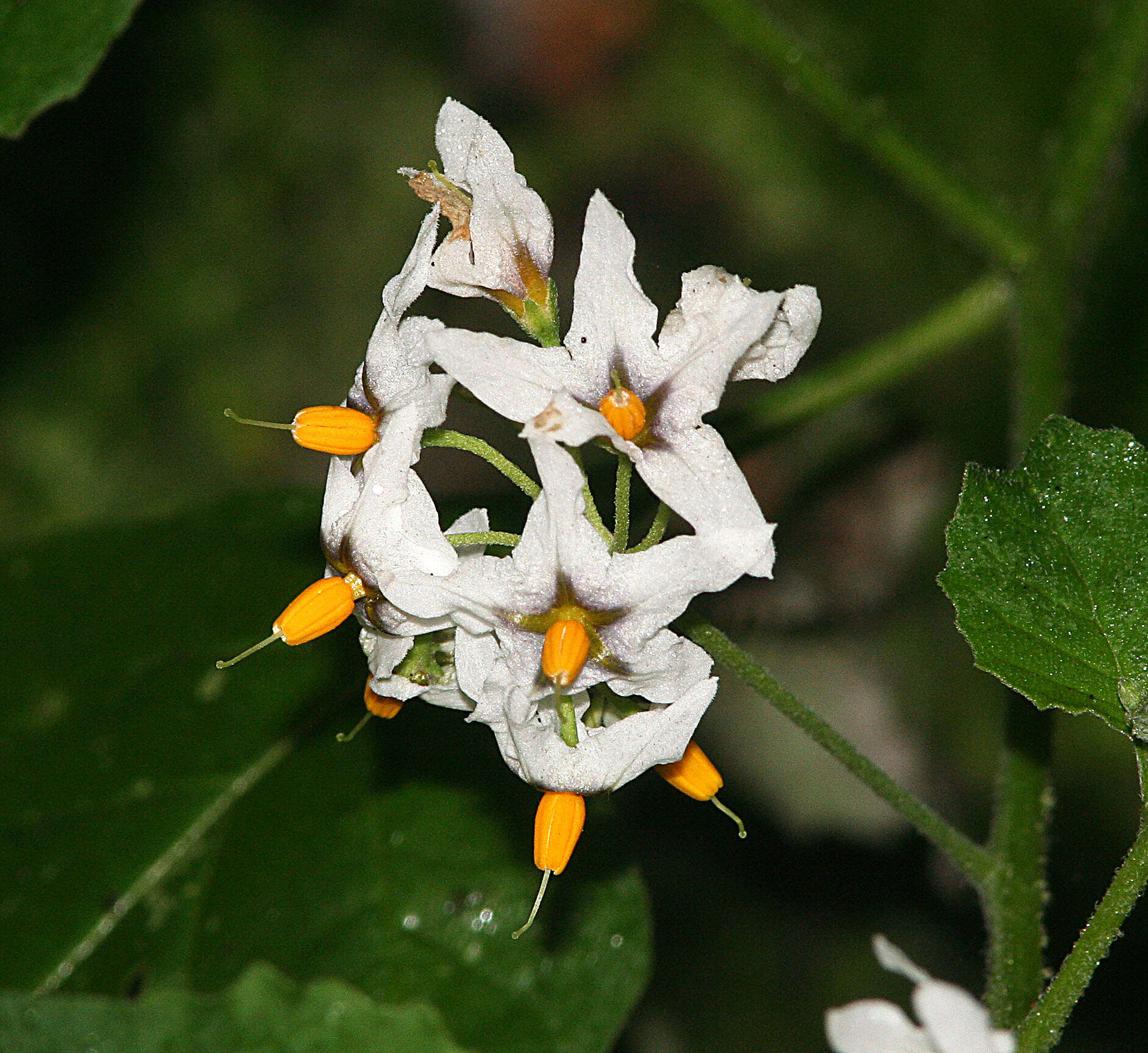 Image of greenspot nightshade