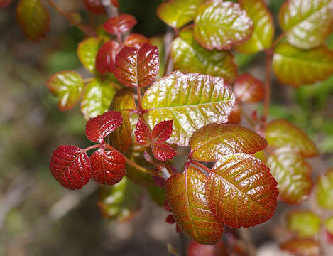 Image of Pacific poison oak