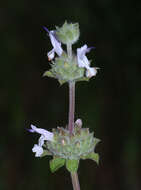 Image of black sage