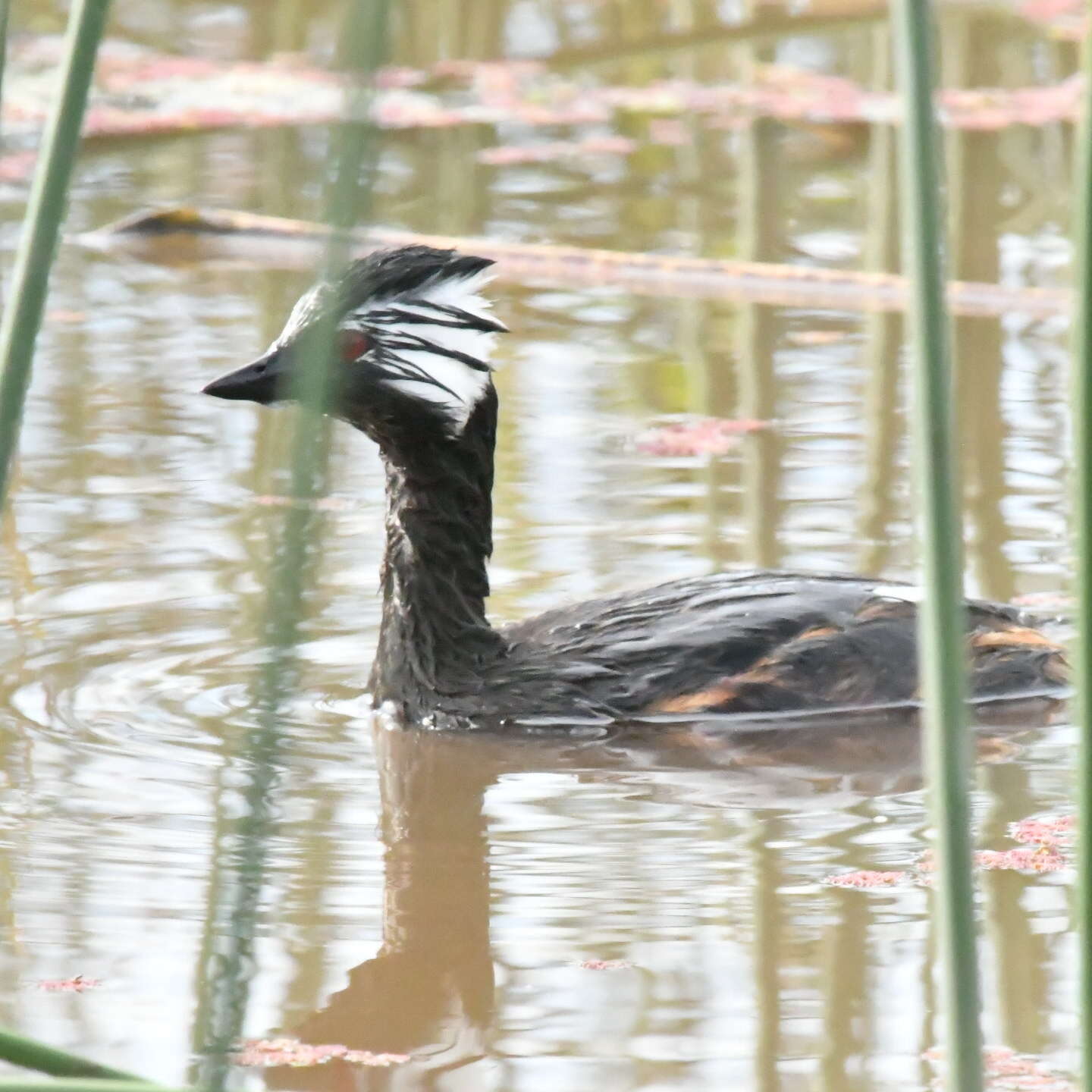 Image of White-tufted Grebe