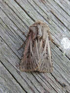 صورة Agrotis gladiaria Morris 1874