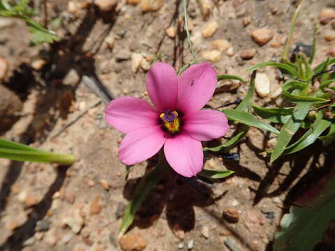 Image of Moraea versicolor (Salisb. ex Klatt) Goldblatt