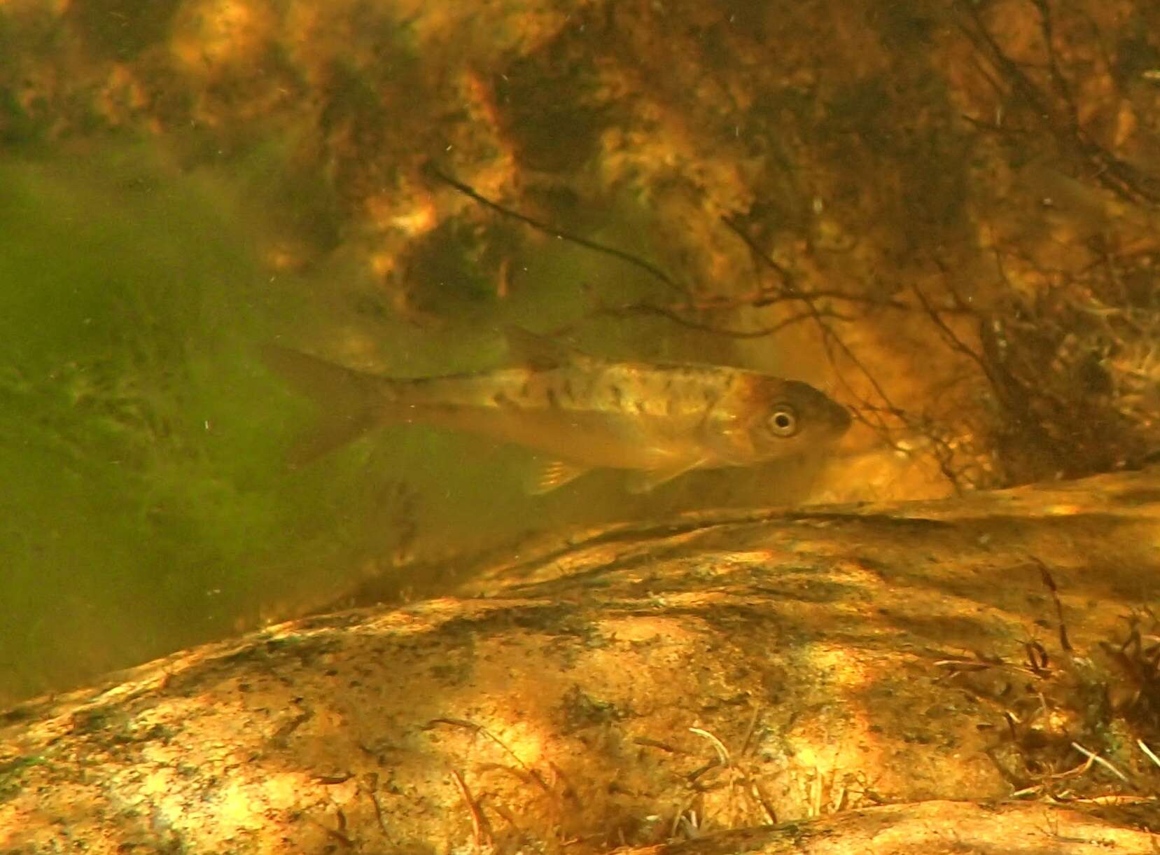 Image of Clanwilliam Yellowfish