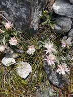 Image de Helichrysum pumilum Hook. fil.