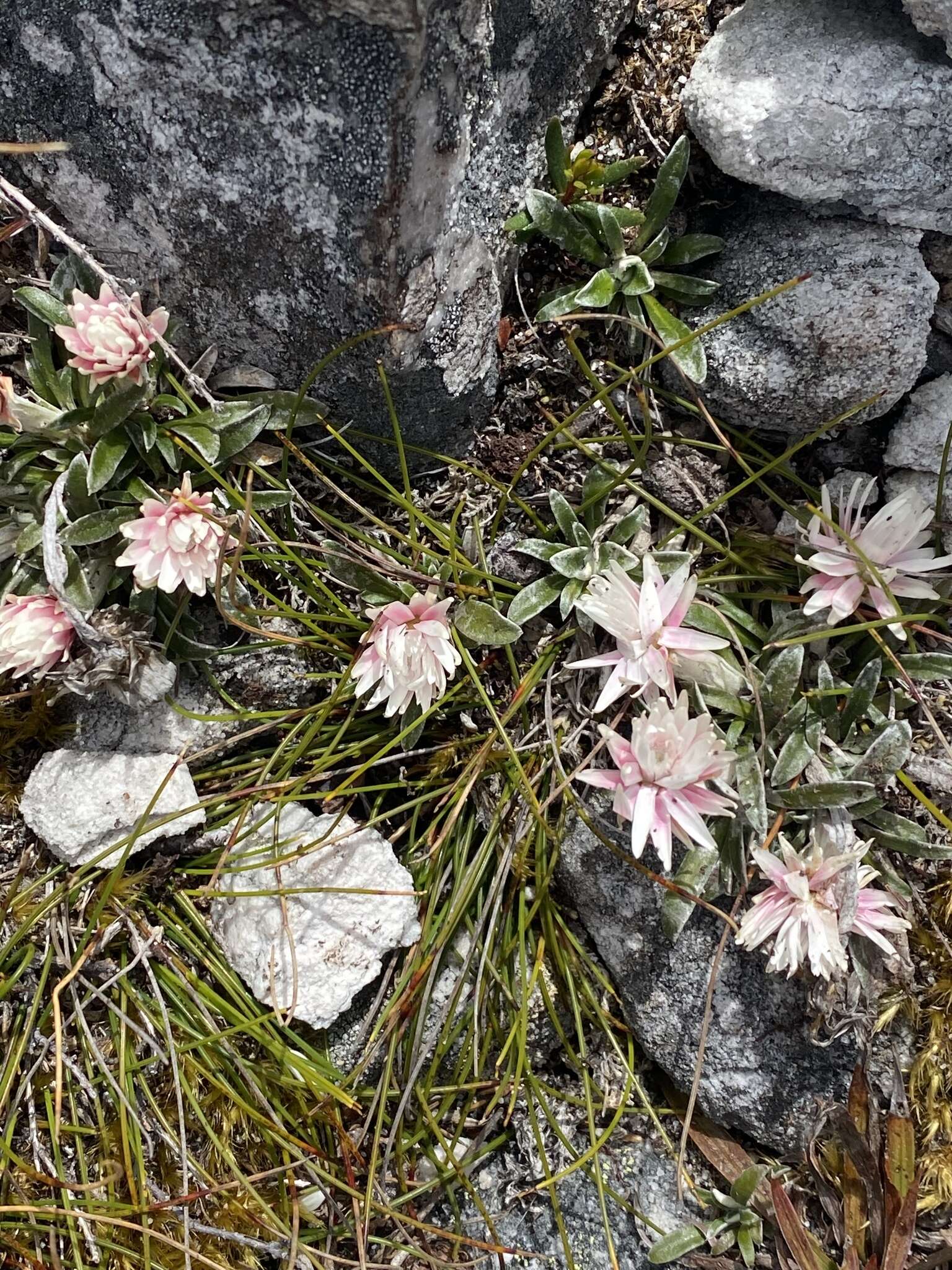 Image de Helichrysum pumilum Hook. fil.