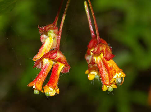 Imagem de Lonicera involucrata (Richards.) Banks ex Spreng.