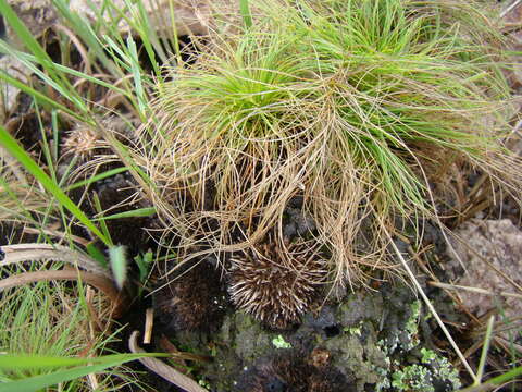 Image of Bulbostylis paradoxa (Spreng.) Lindm.