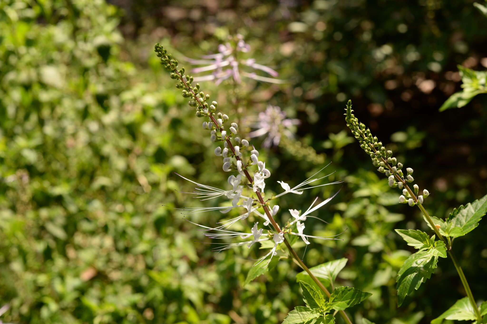 Image of orthosiphon