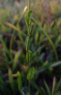 Image of Schwenckia curviflora Benth.