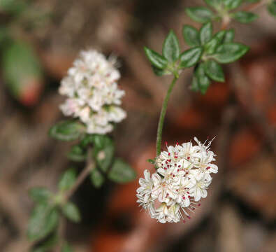 Image of seacliff buckwheat