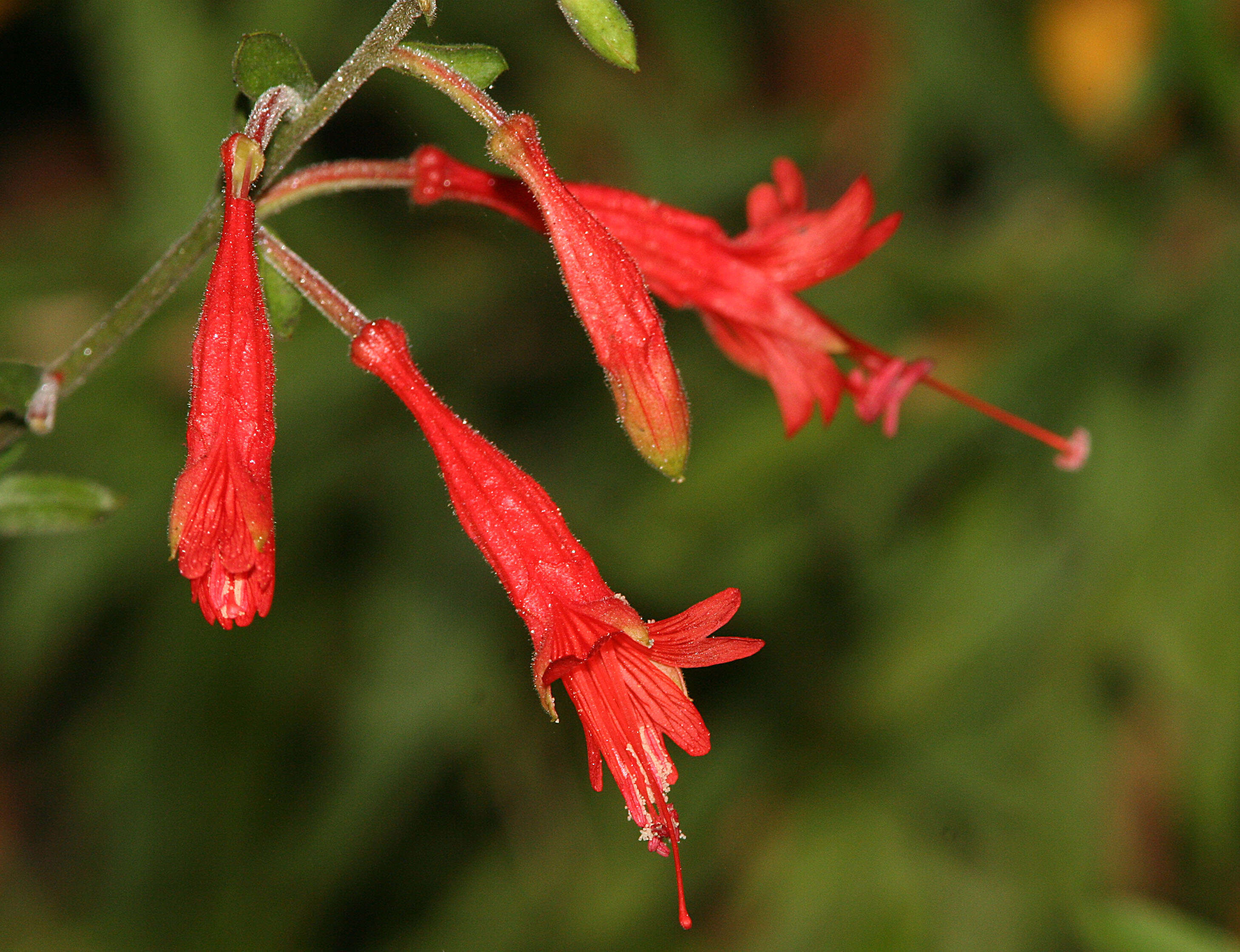 Image of willowherb