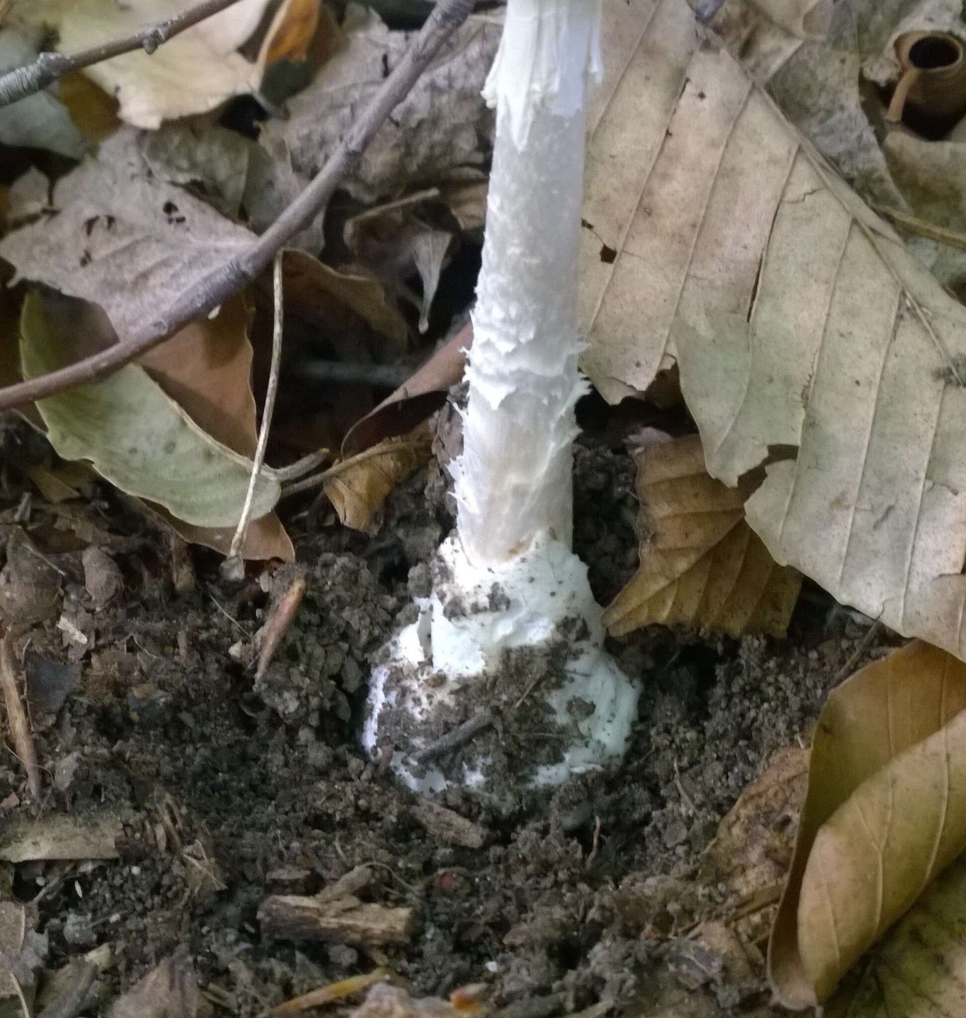 Image of Amanita bisporigera G. F. Atk. 1906