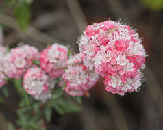 Image of seacliff buckwheat