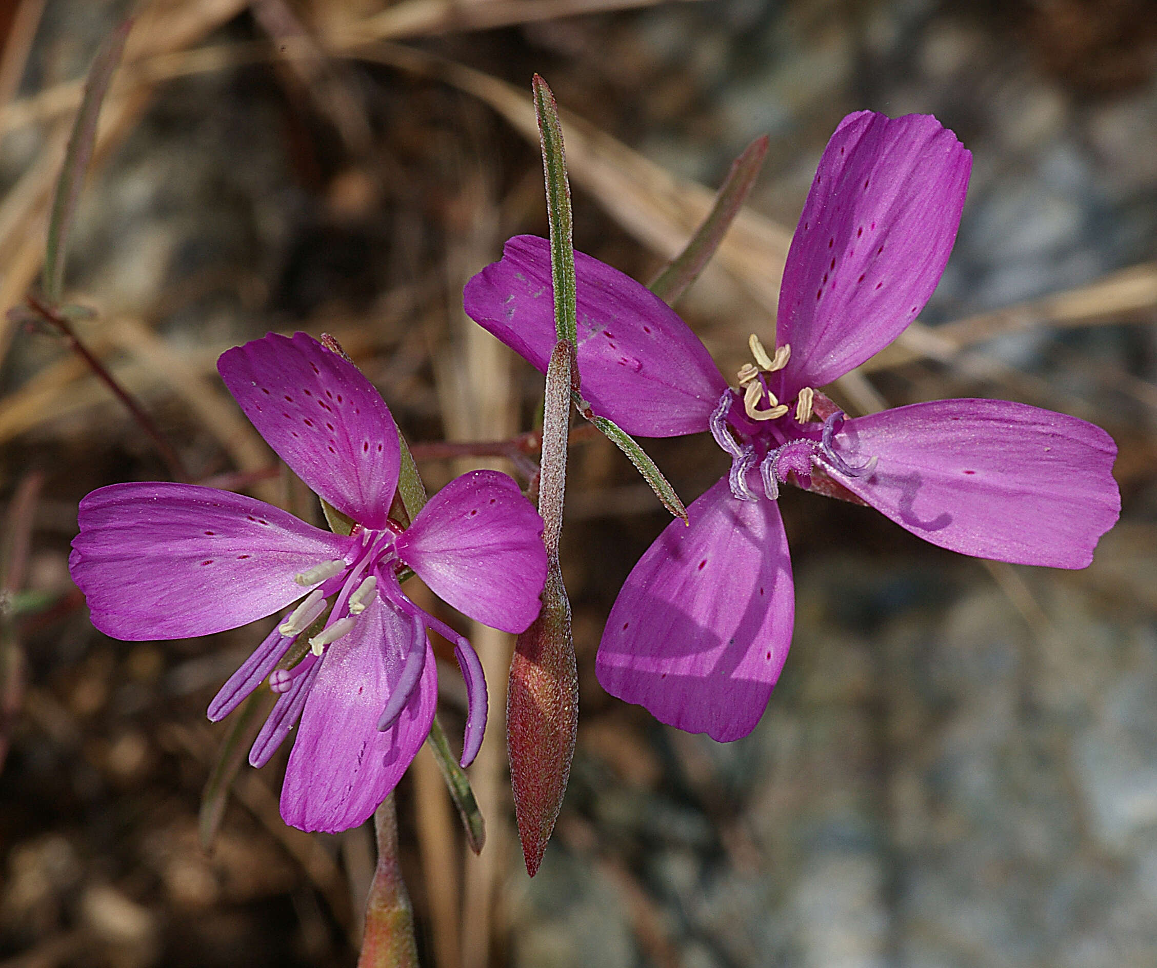 Слика од Clarkia bottae (Spach) H. & M. Lewis