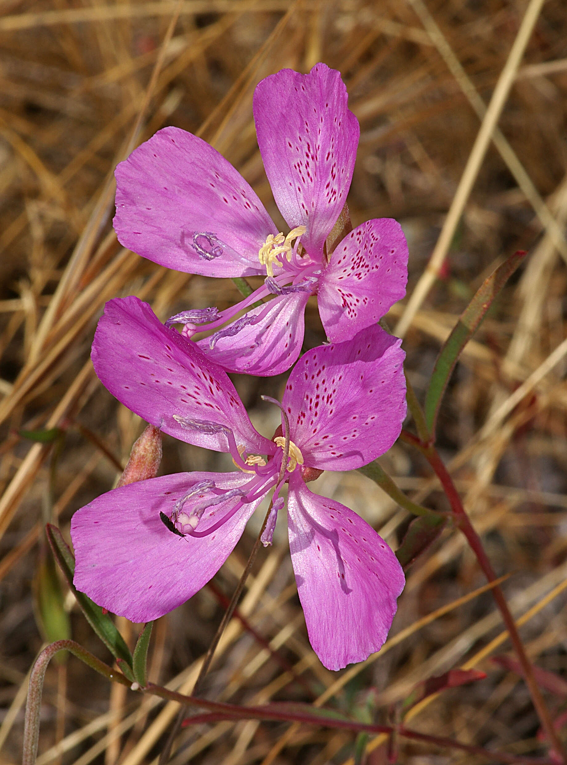 Слика од Clarkia bottae (Spach) H. & M. Lewis