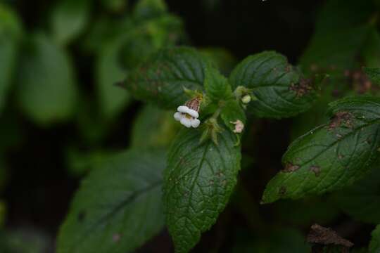 Image of Achimenes misera Lindl.