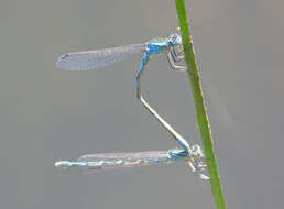 Image de Agrion des Scirpes