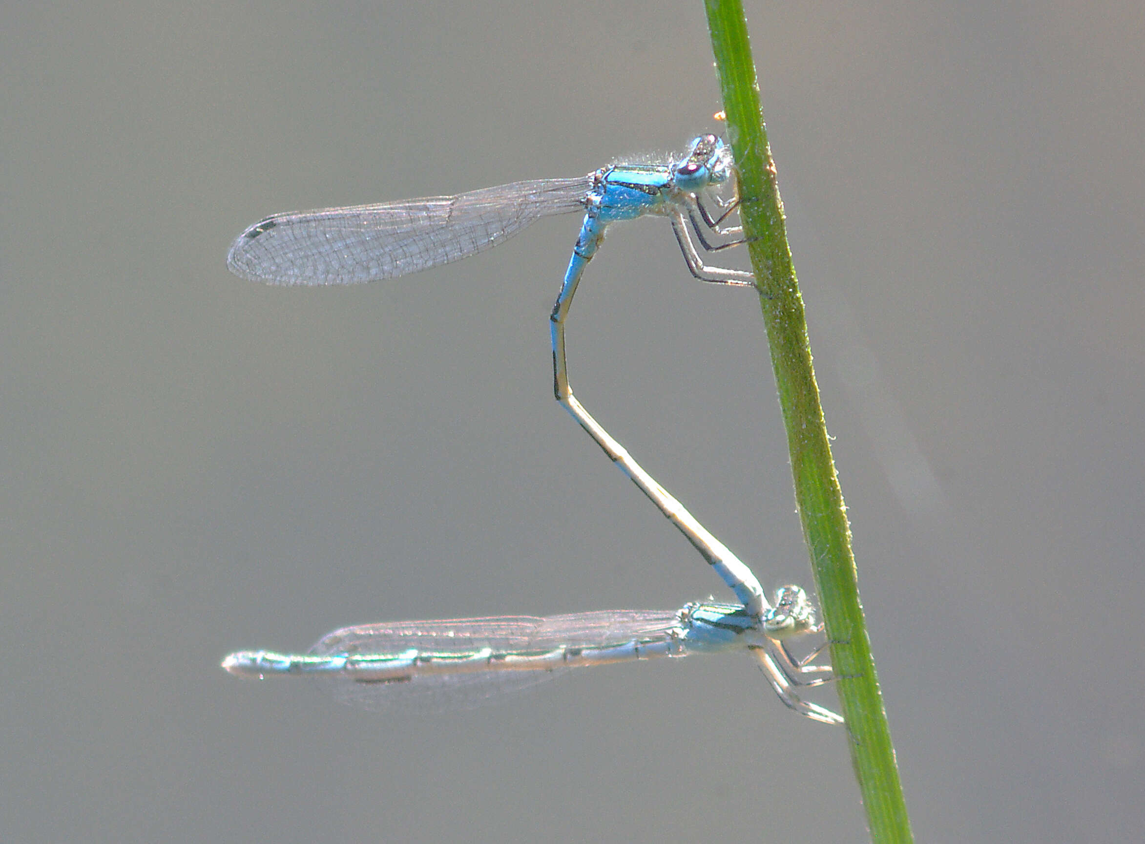 Image de Agrion des Scirpes