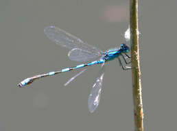 Image of Tule Bluet