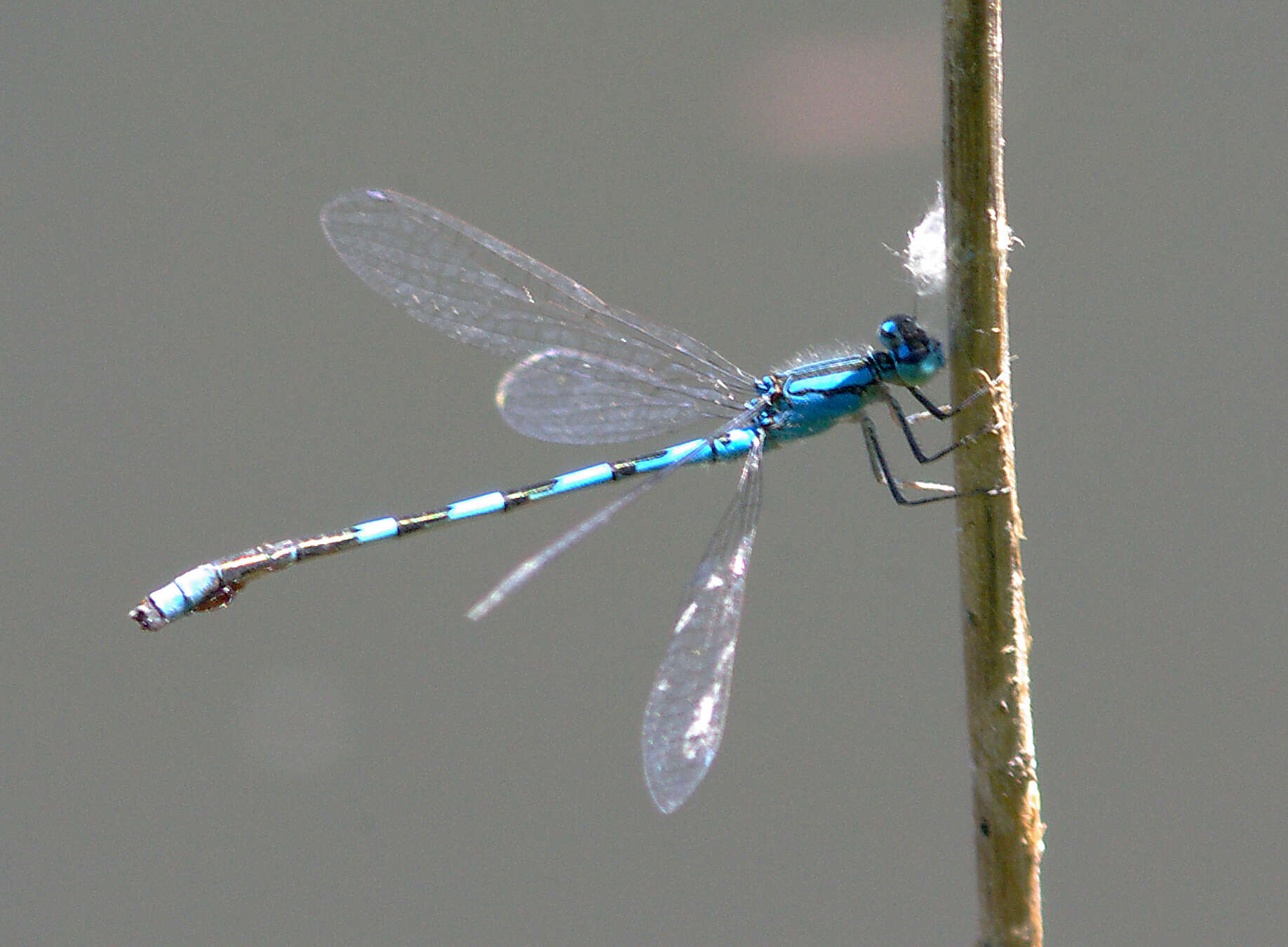 Image of Tule Bluet