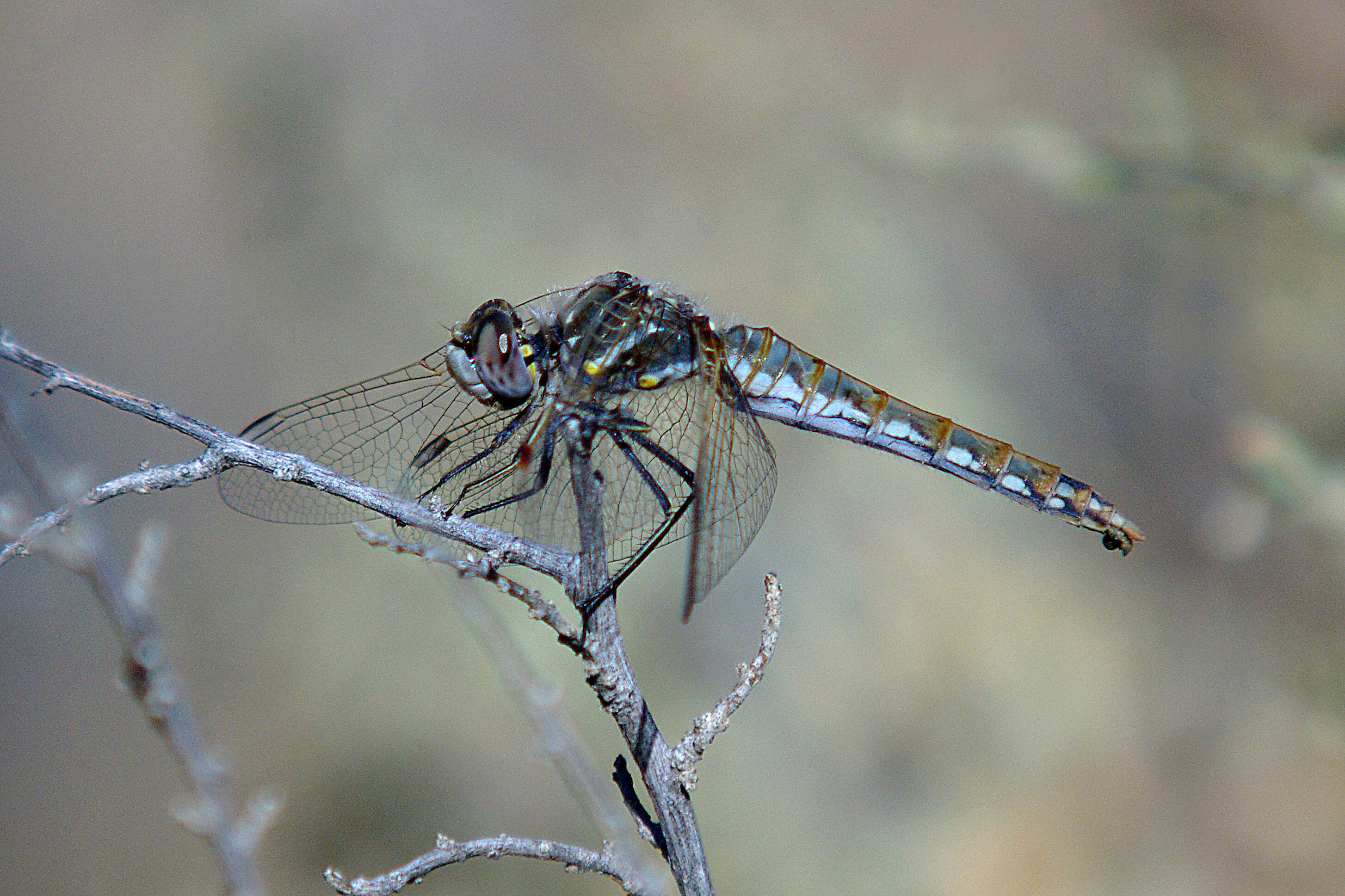 Image of Variegated Meadowhawk