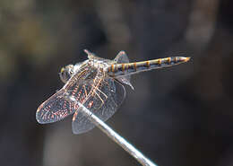 Image of Variegated Meadowhawk