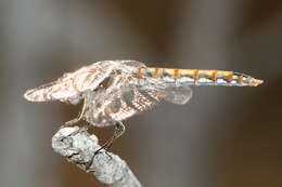 Image of Variegated Meadowhawk