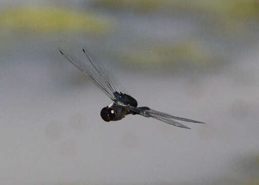 Image of Black Saddlebags