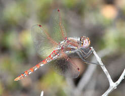 Image of Variegated Meadowhawk