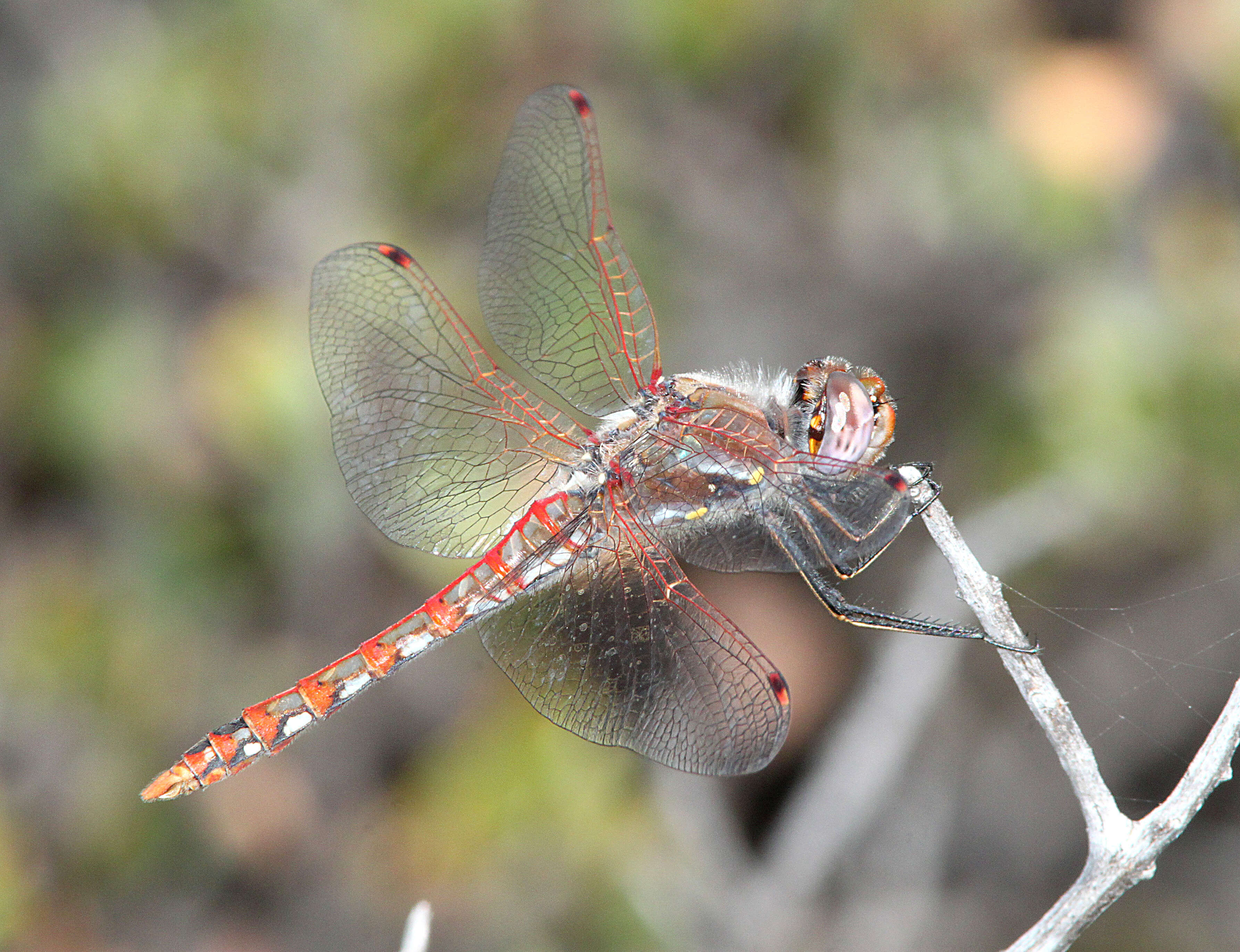 Image of Variegated Meadowhawk