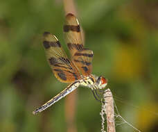 Слика од Celithemis eponina (Drury 1773)