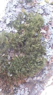 Image of longleaf paraleucobryum moss