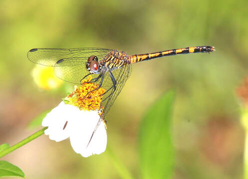 Image of Seaside Dragonlet