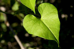 Plancia ëd Ipomoea cardiophylla A. Gray