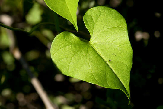 Plancia ëd Ipomoea cardiophylla A. Gray