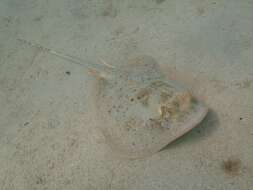 Image of Ningaloo Maskray