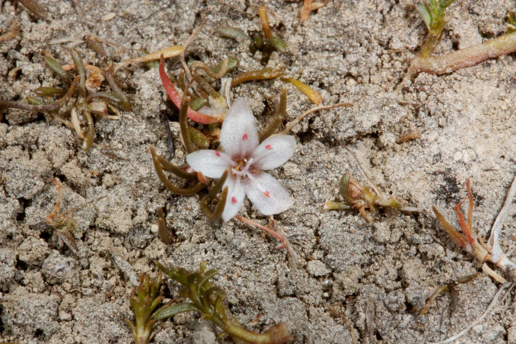 Image of Montia angustifolia Heenan