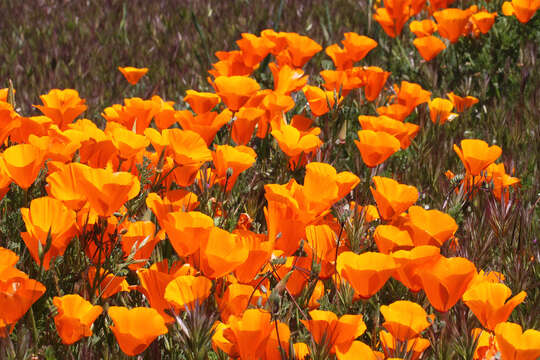 Image of California poppy