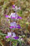 صورة Collinsia heterophylla Buist ex Graham