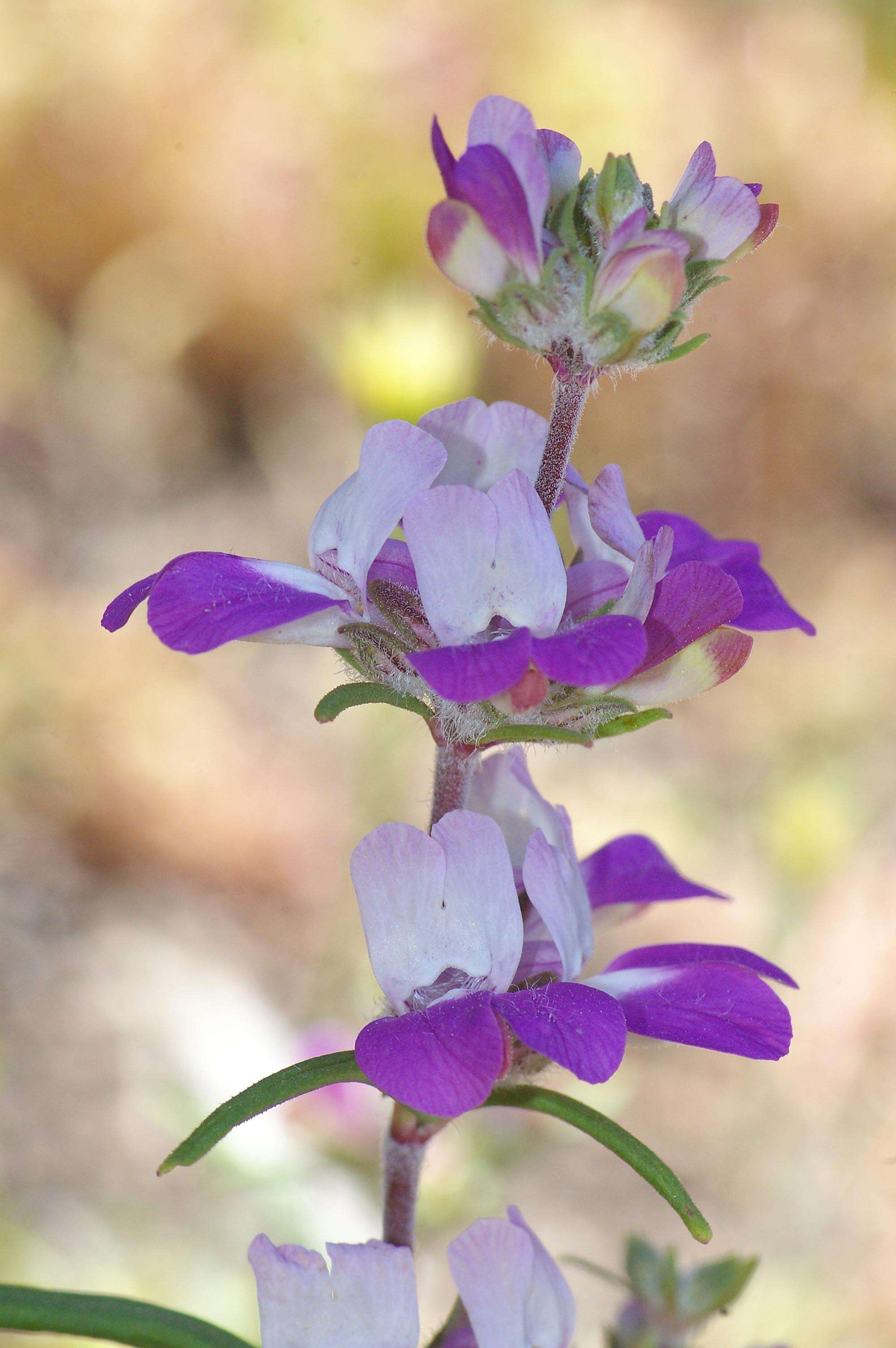 صورة Collinsia heterophylla Buist ex Graham