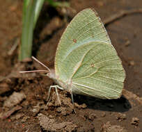 Image of Catopsilia pyranthe (Linnaeus 1758)