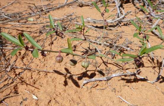 Image de Phyllanthus warnockii G. L. Webster