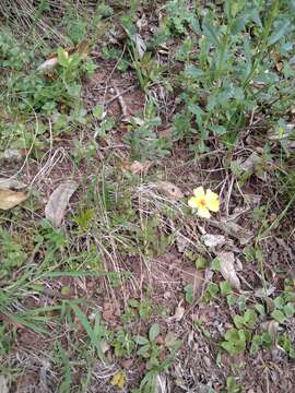 Image of <i>Crocanthemum brasiliense</i>