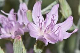 Image of Stephanomeria occultata