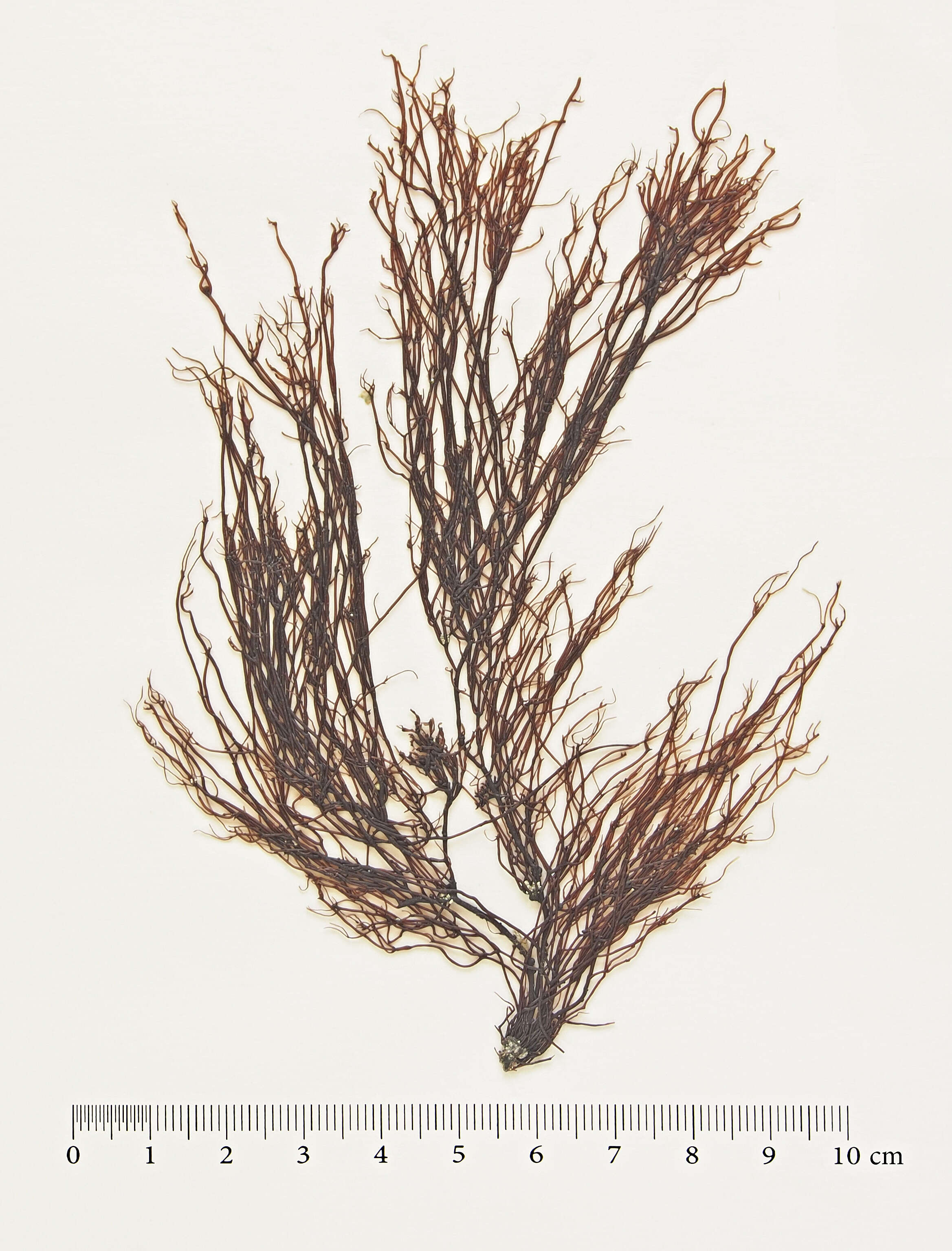 Image of Ahnfeltia plicata