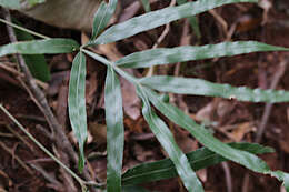 Plancia ëd Pteris umbrosa R. Br.