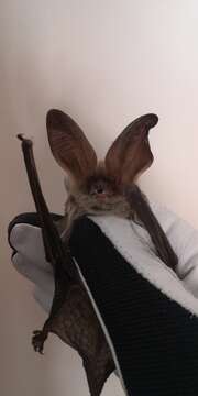 Image of Big-eared Brown Bat