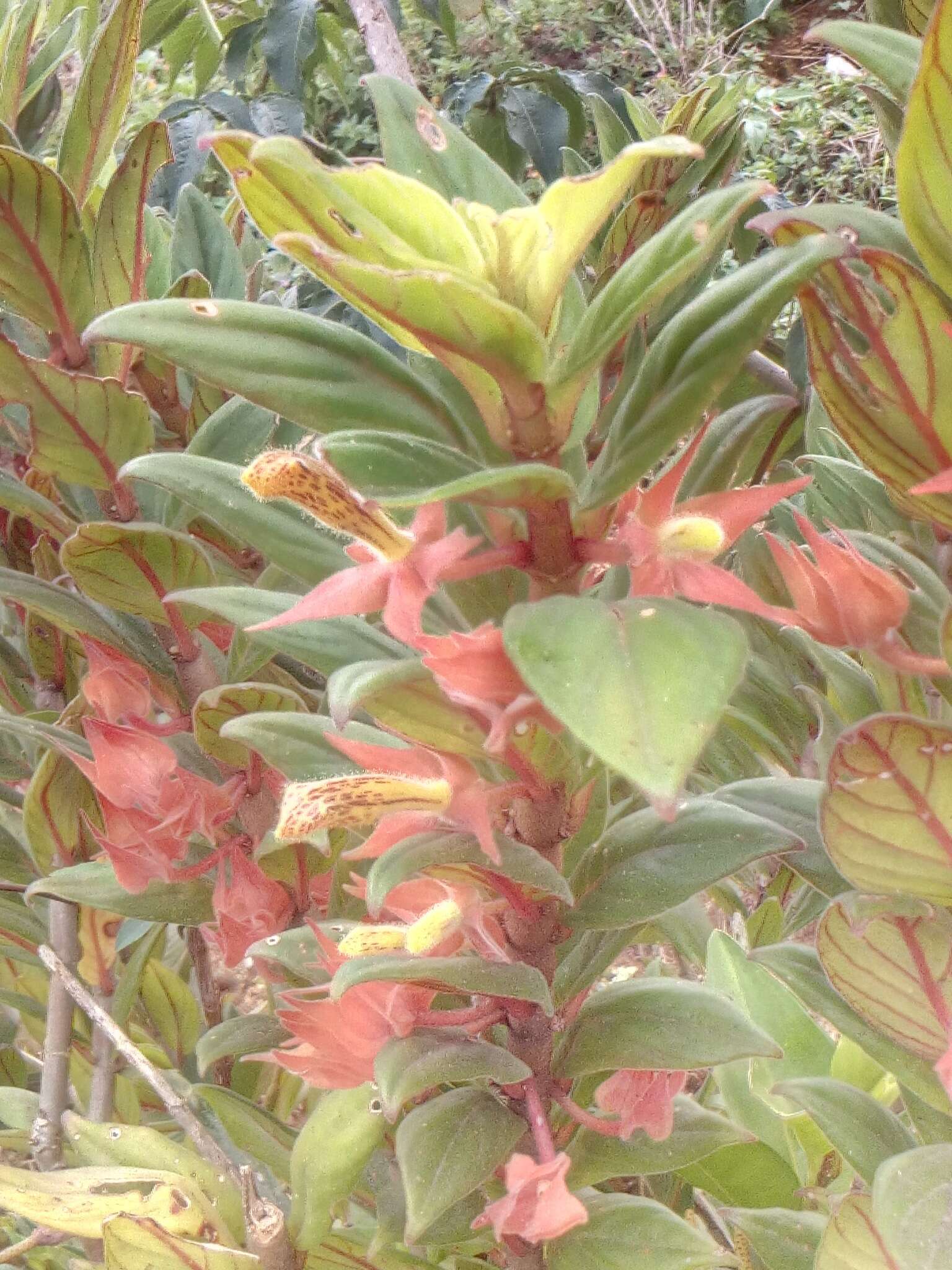 Image of Columnea schiedeana Schltdl.