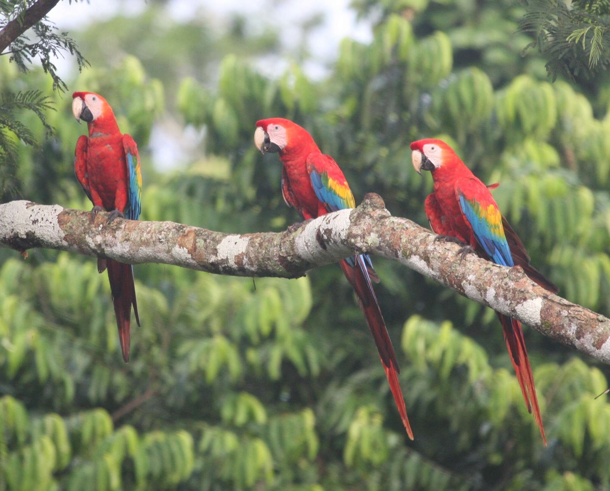 Image of Scarlet Macaw