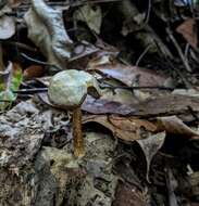 Imagem de Austroboletus austrovirens N. A. Fechner, Bougher, Bonito & Halling 2017